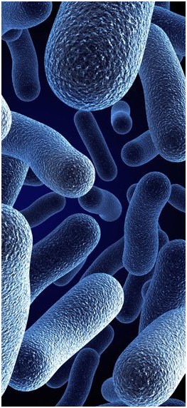  - bacteria-photo